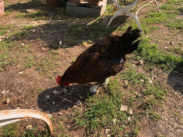 poule