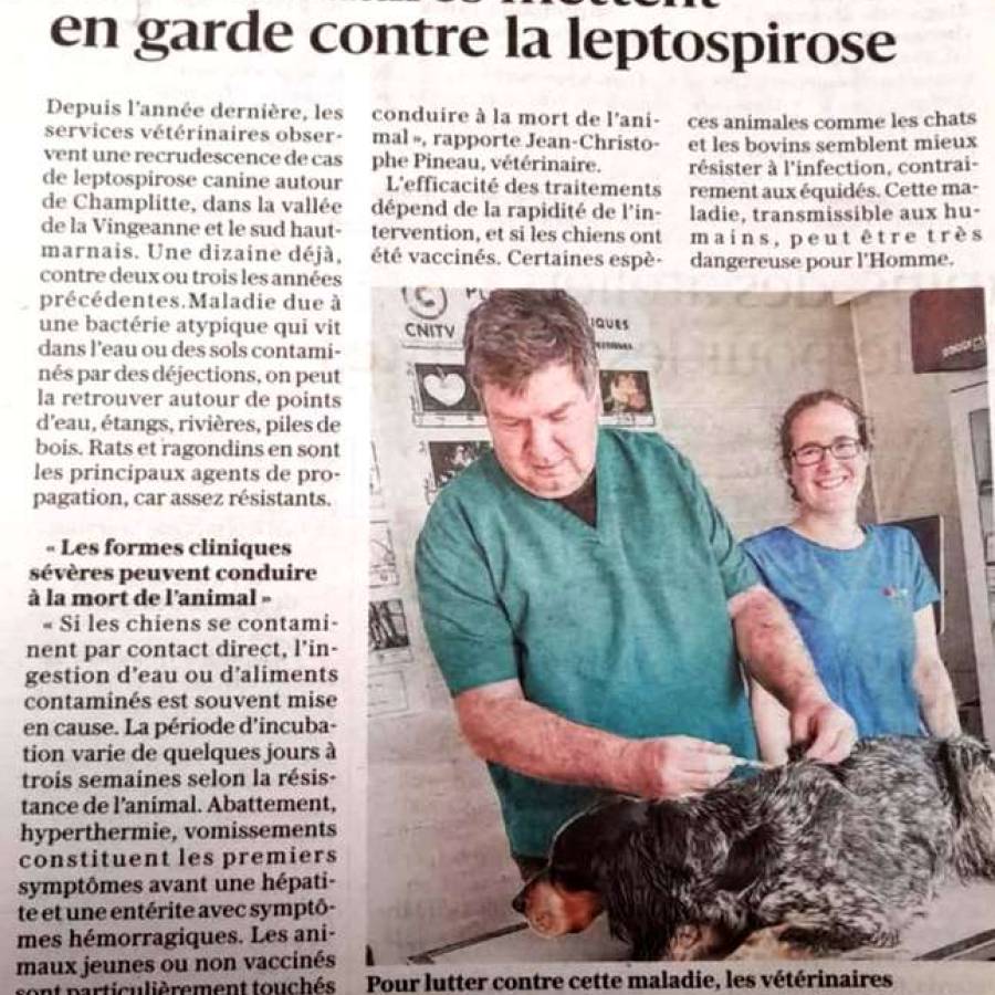 Recrudescence de la leptospirose sur les chiens