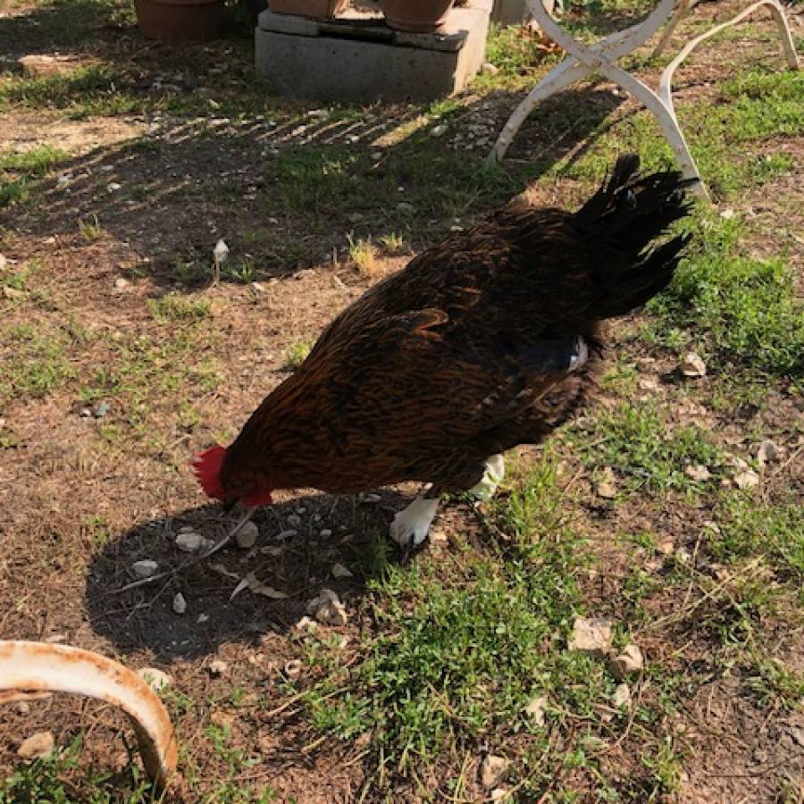 JOLIE POULE
